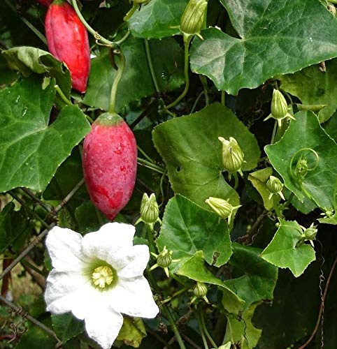PLAT FIRM KEIM SEEDS: 10 Samen: TINDOLA Samen, scharlachranke, Tindola, Efeu-KÃƒ¼rbis, Efeu KÃƒ¼rbis