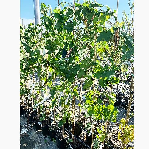 SAVINI VIVAI Plante de raisin Aprène rose Plantes fruitières Vigne en pot 11x11 cm 2-3 ans Hauteur 130-150 cm Fabriqué en Italie