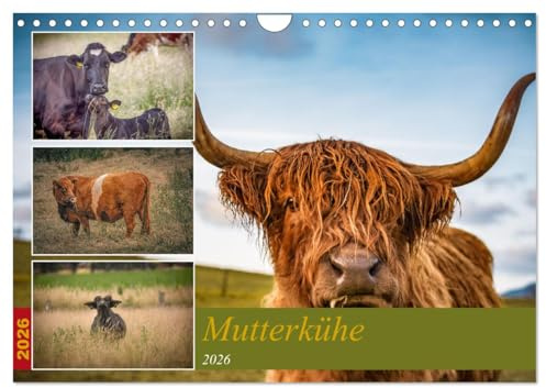 Mutterkühe (Wandkalender 2026 DIN A4 quer), CALVENDO Monatskalender: Majestätischen Kühe in idyllischen Landschaften (CALVENDO Tiere)
