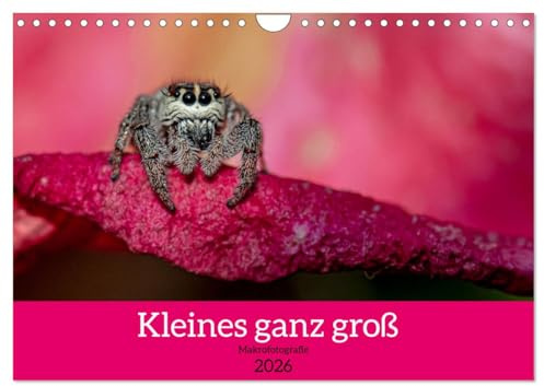 Kleines ganz groß - Makrofotografie (Wandkalender 2026 DIN A4 quer), CALVENDO Monatskalender: Makrofotografie von Insekten (CALVENDO Tiere)