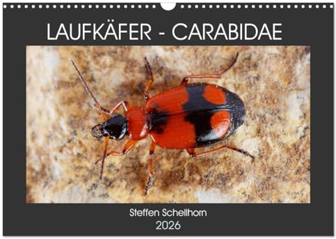 LAUFKÄFER - CARABIDAE (Wandkalender 2026 DIN A3 quer), CALVENDO Monatskalender: Außergewöhnliche Fotos von heimischen Laufkäfern (CALVENDO Tiere)