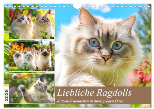 Liebliche Ragdolls. Katzen-Schönheiten in ihrer grünen Oase (Wandkalender 2026 DIN A4 quer), CALVENDO Monatskalender: Die verspielte Eleganz und ... in idyllischen Gartenszenen (CALVENDO Tiere)