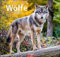 Wölfe. Tierkalender 2024 mit Wolf-Fotos vom bekannten Fotografenpaar Jean-Louis Klein und Marie-Luce Hubert. Foto-Wandkalender mit eindrucksvollen Tier-Aufnahmen. 48x46cm