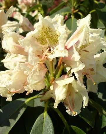 Rhododendron Hybride Goldworth Yellow 30-40 cm hoch im 5 Liter Pflanzcontainer