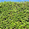 Ligustro ovalifolium - Ligustrum ovalifolium - foglia verde - pianta siepe - 6 piante - 1 metro lineare - sempreverde - vaso 17 cm altezza 55 cm