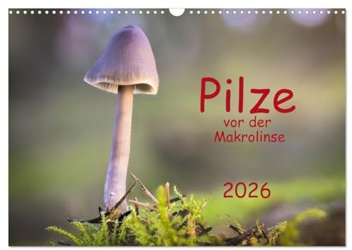 Pilze vor der Makrolinse 2026 (Wandkalender 2026 DIN A3 quer), CALVENDO Monatskalender: Fotos von Pilzen verschiedenster Größe und Farbe. (CALVENDO Natur)