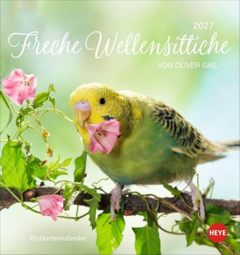 Freche Wellensittiche Postkartenkalender 2027: Die bunten Vögel in einem kleinen Kalender zum Aufstellen und Aufhängen. Perforierter Postkarten-Fotokalender.