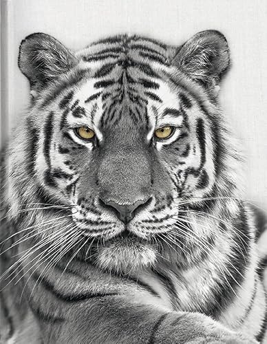 Tiger: Blankbook (Blankbook (RB906))