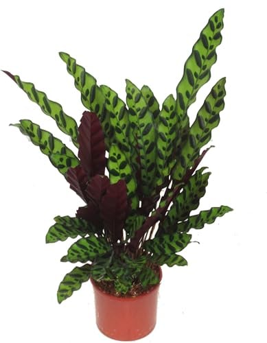 Calathea 'Insignis' - Pfeilwurz Zimmerpflanze 14 cm Topf Schattenpflanze