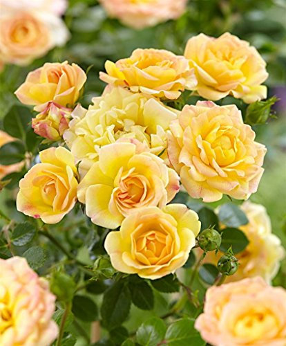Pianta da esterno roseto ROSA GIALLA PLANTARETTE 'ELIZABETH'