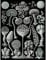 Wee Blue Coo 93rd Plate Ernst Haeckel Kunstformen Der Natur Mycetozoa Large Art Print Poster Wall Decor 18x24 inch