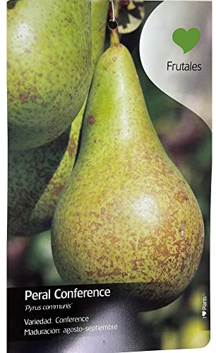 Garden Center Shop | Peral Conferencia M25 | Árbol Frutal Natural de Pera | Variedad Dulce y Jugosa | Planta Exterior para Huerto o Jardín
