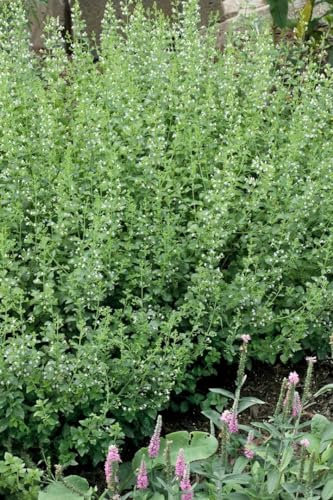 Steinquendel 'White Cloud' im Topf Calamintha nepeta winterhart Bodendecker
