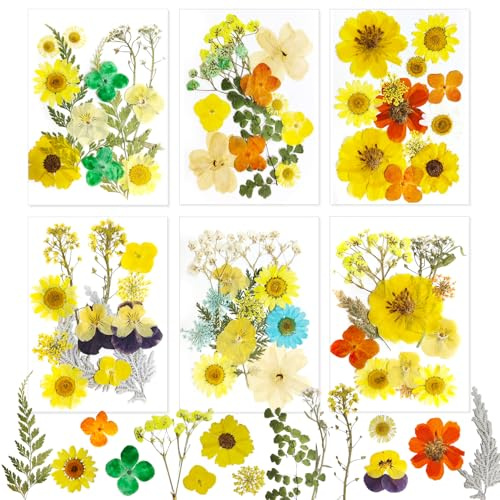 72 Natürliche Pressblüten, 6x12 Stück für Epoxidharz, Seifen & Kerzen - DIY Set getrocknete Blüten zum Basteln, Scrapbooking und Deko Gepresste Blumen (6pcs Gelb)