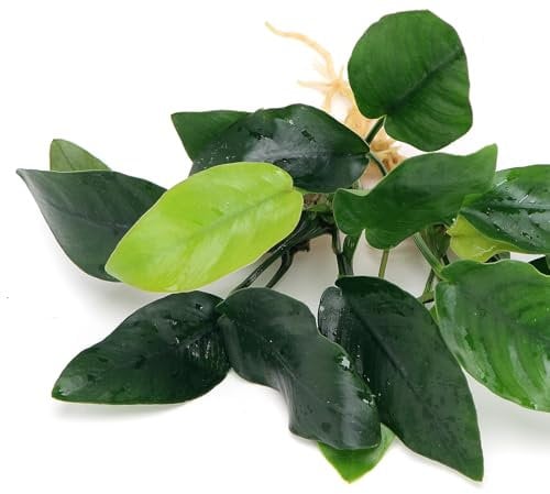 K2AQUA 2X Anubias Nana Live Aquarium Plants Oxygenating Plant Aquarium Fish Tank Low Maintenance Foreground Midground Freshwater Tropical Shrimp Safe Beginner Friendly