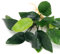 K2AQUA 2X Anubias Nana Live Aquarium Plants Oxygenating Plant Aquarium Fish Tank Low Maintenance Foreground Midground Freshwater Tropical Shrimp Safe Beginner Friendly