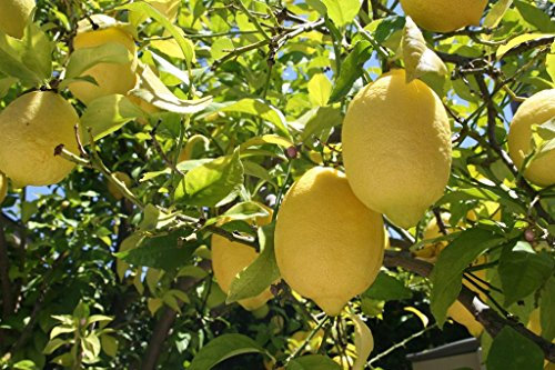 1 PIANTA DI LIMONE LUNARIO CITRUS LIMON IN VASO 20CM agrumi orto giardino