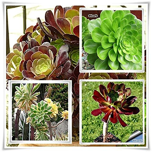 Portal Cool Samen Paket: Sukkulenten Samen Aeonium Arboreum Atropureum 100Pcsplant n Bonsai Rare Mix