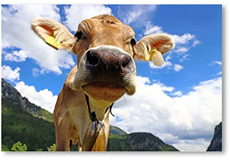 Postereck - 2365 - Kuh, Tier Natur Berge Alm Gebirge Rind Glocke - Wandposter Fotoposter Bilder Wandbild Wandbilder - Poster - 4:3-61,0 cm x 45,5 cm