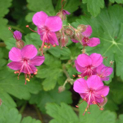 Aamish Semillas de flores de geranium macrorrhizum