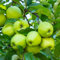 200 Pcs Apfelbaum Kaufen Samen - Malus Pumila - Seltene Pflanzen, Pflanzen Samen Indoor, Bonsai Samen Apfel, Säulenobst Balkonpflanzen, Obstbaum, Obst Samen, Steingartenpflanzen Winterhart