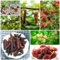 180 pcs maulbeerbaum kaufen samen - obstsamen zimmerpflanzen wenig lichtbedarf,maulbeere,Morus alba,maulbeeren baum säulenobstbäume winterfeste pflanzen für balkon zimmerpflanze garden