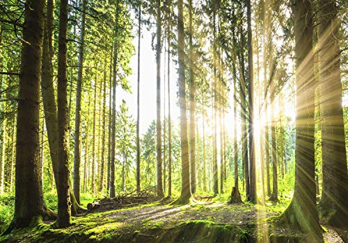 decomonkey Fototapete Wald 400x280 XXL cm Tapete Wandbild Bild Fototapeten Tapeten Wandtapete Landschaft Baum Natur