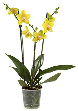 Dehner Schmetterlingsorchidee, dreitriebig mit gelben Blütenrispen, ca. 60-70 cm, Ø Topf 12 cm, Zimmerpflanze