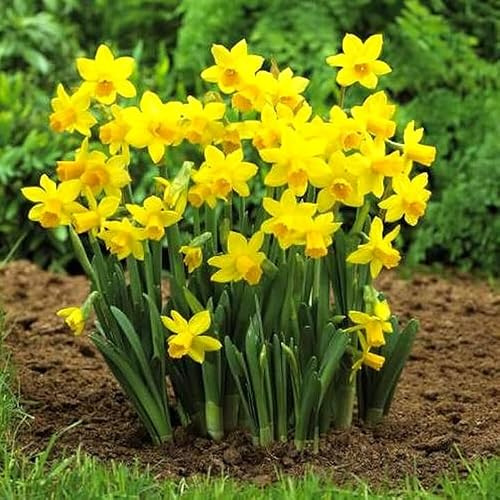 Narciso Tete A Tete, Daffodil nano per giardini rocciosi, bulbi fioriti primaverili, piante.