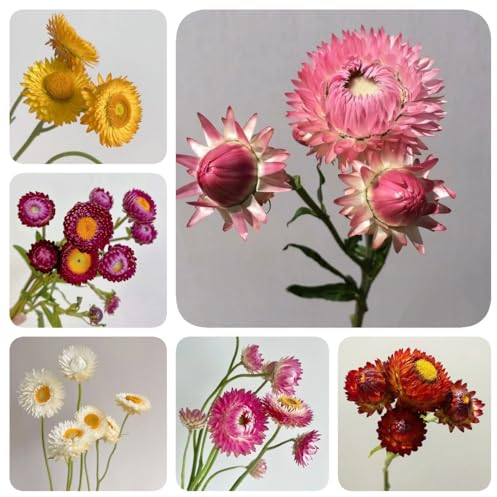 200 Pc Semillas De Flores De Paja Perenne - Balcón De Semillas De Flores, Plantas En Macetas Resistentes Semillas Decorativas De Plantas De Flores De Paja, Decoración De Jardín Para