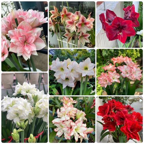 6 pcs amaryllis zwiebel für garten, amaryllis zwiebeln, blumenzwiebel blumen für garten Hippeastrum amaryllis knolle steingartenpflanzen winterhart, balkonpflanzen blumenzwiebeln mehrjährig