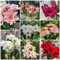 6 pcs amaryllis zwiebel für garten, amaryllis zwiebeln, blumenzwiebel blumen für garten Hippeastrum amaryllis knolle steingartenpflanzen winterhart, balkonpflanzen blumenzwiebeln mehrjährig