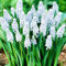 COOTO Garden 10x Muscari zwiebeln Blumenzwiebeln mehrjährig Traubenhyazinthe zwiebeln Frühlingsblumen im garten Valerie Finis