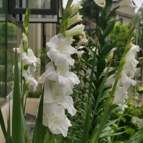 10 pcs Gladiolen Zwiebeln Winterhart Mehrjährig - Pflanzen Für Sonnige Plätze Deko Blumen Gladiolen Zwiebeln - Blumenzwiebeln blumenzwiebel balkonpflanzen frühling Garten Gartenarbeit