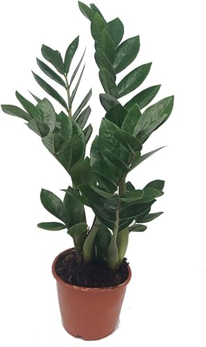 ZZ Plant, Zamioculcas Zamiifolia, Lucky Feather, Zamie, Zamia Fern, Zamia Palm - Easy to Grow - in 11-12 cm Pot