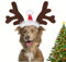 Valiclud HundekostüM Weihnachten WeihnachtsmüTze Hund WeihnachtskostüM Hund WeihnachtsstirnbäNder Rentier Geweih Weihnachten Haarband Hunde WeihnachtsmüTze