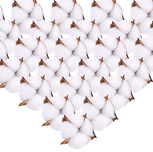 SLFYEE 50 Stück Getrocknete Baumwolle Trockenblumen Natürlich Baumwolle Blumenkopf Getrocknete Blumen Deko Baumwollblüten Deko Künstliche Blumenköpfe für Hochzeit Party Deko DIY