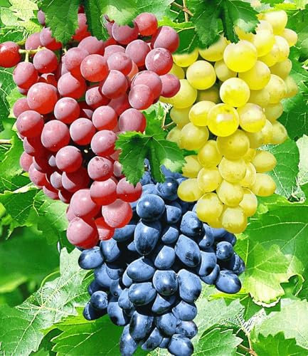 Weinreben Zweige,Winterhart Mehrjährig Weinreben, Garten pflanzen Vier Winterhart Stauden,Jahreszeiten-Pflanzen, Kernlose Pflanzen,Weinreben Pflanzen-4zwiebeln-B