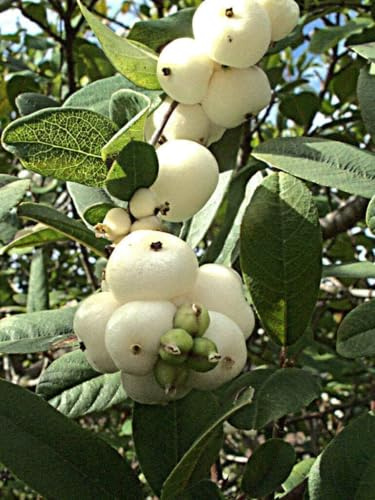Schneebeere Symphoricarpos albus laevigatus Pflanze 25-30cm Knallerbsenstrauch
