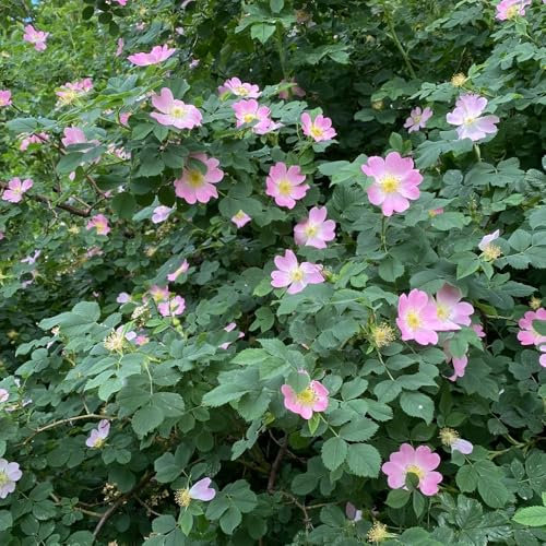 50 pz Semi di rosa canina - vasi per piante da balcone Rosa Canina Piantare fiori, regali di Pasqua semi di fiori regalo per gli ospiti, semi fiori da balcone piante in vaso resistenti