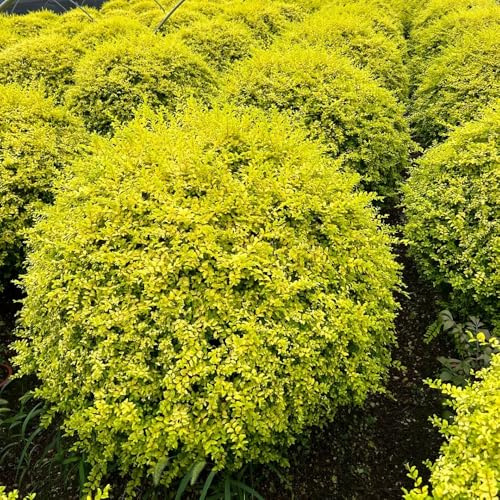 Semi di siepe di ligustro, comprare semi di Ligustro lucido, esotiche vecchie varietà da balcone giardino di arbusti arbusti sempreverdi 150pcs
