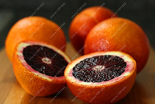 20 arancio semi di arance rosse di mandarino albero NO-OGM rari semi di alberi da frutta da piantare giardino di casa