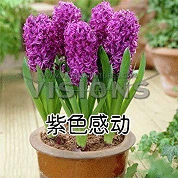 15: Orange Hyacinthus Orientalis Seeds Hyazinthen Topf Bonsai Balkon Blumensamen DIY Hausgarten 100 Partikel/Los
