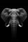 fairfocus Moderne Bilder Wohnzimmer Wand Dekorationen Wohnzimmer Leinwand Malerei Tier Wandkunst Löwe Elefant Panda Zebra Poster und Drucke Wandbilder für Wohnzimmer Dekoration Wohnkultur
