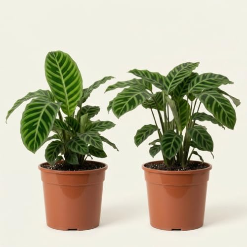 Korbmarante | 2er-Set | Calathea | ca. 40-50 cm | ø 12-15 cm Topf | Pflegeleichte Zimmerpflanzen für Wohnung und Büro | Qualität vom Pflanzen Profi | Ideale Raumbegrünung