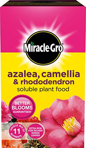 Miracle-Gro Azalea, Camellia & Rhododendron Soluble Plant Food 500G Carton (4)