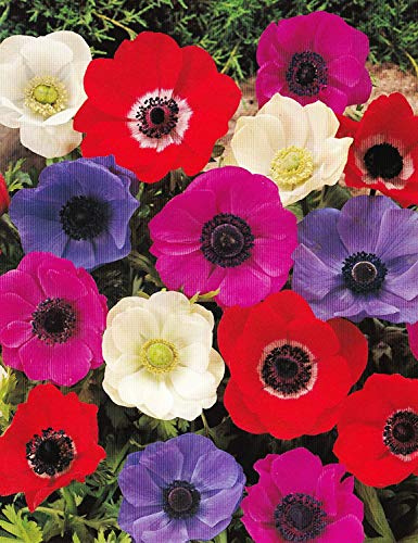 Anemonen coronaria De Caen gemischt (25 Blumenzwiebeln)