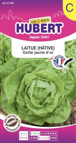Graines de Laitue Gotte Jaune d'or - 3 grammes | Semences Reproductibles