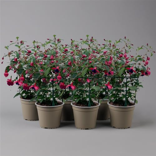 Fuchsien hängend, rot-lila, Topf-Ø 12 cm, 6er-Set