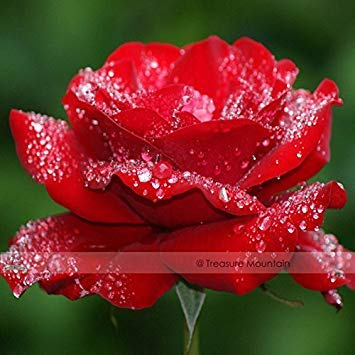2018 heißen 1 Profi-Pack 50 Samen/Pack, Hardy Wasser Red Rose Seed # NF443